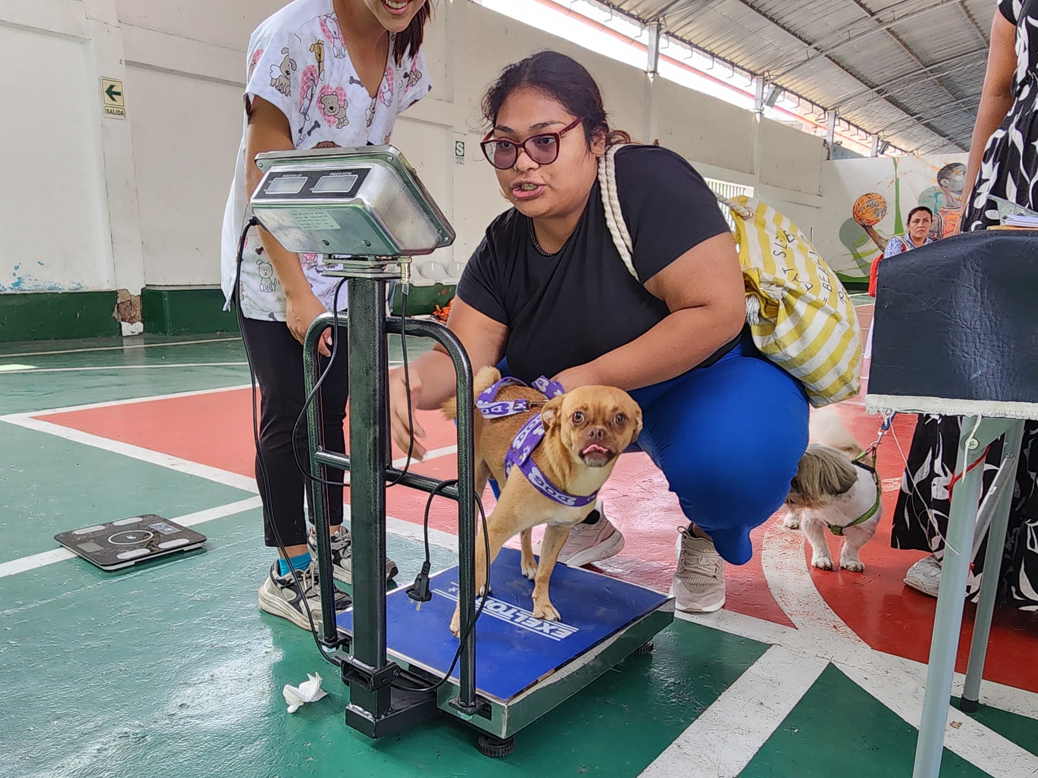 Municipalidad de Surquillo realizó exitosa campaña de esterilización y castración canina y felina