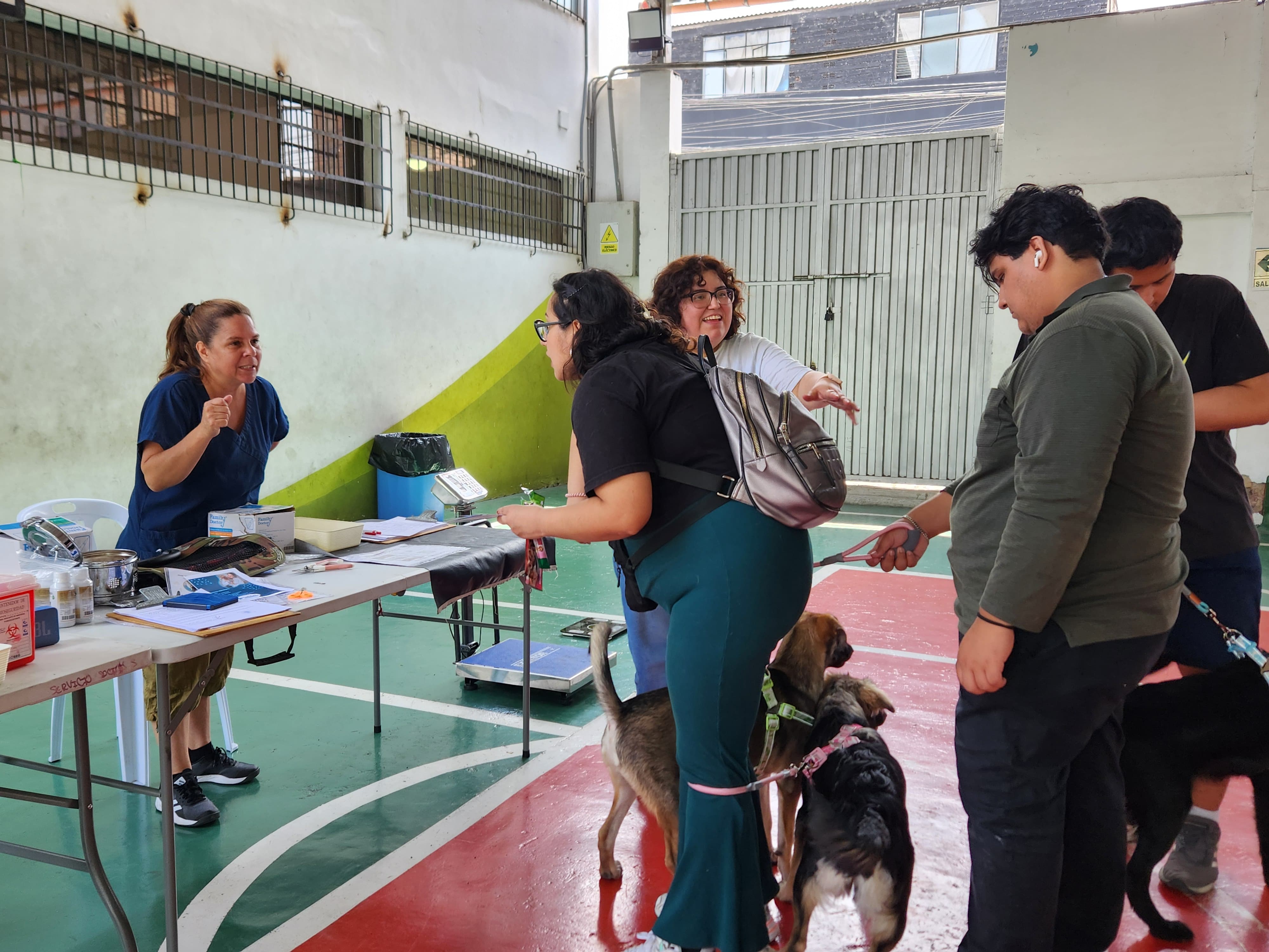 Municipalidad de Surquillo realizó exitosa campaña de esterilización y castración canina y felina