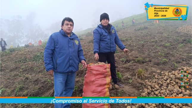 Socios de la Comunidad Campesina Santa Ana de Succha cosechan toneladas de papa de alta calidad de la variedad Yungay