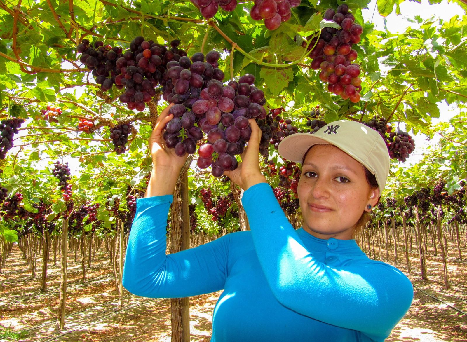 Gobierno: agroexportaciones siguen en alza e inician el año con ventas de US$ 1,353 millones
