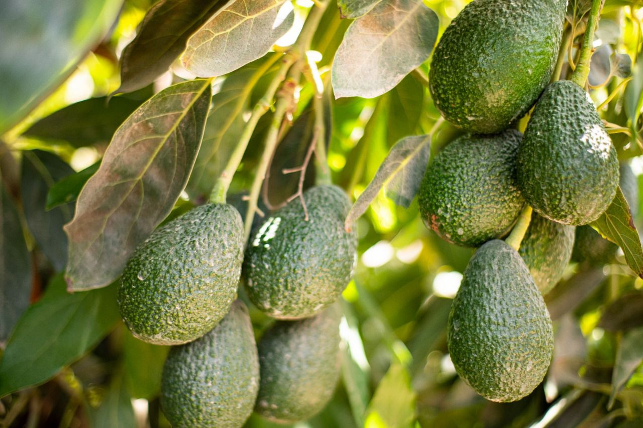 Gobierno: agroexportaciones siguen en alza e inician el año con ventas de US$ 1,353 millones