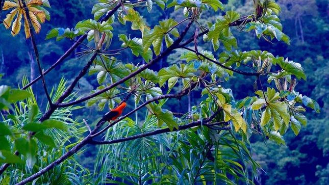 Descubre la biodiversidad: Webinar sobre avances científicos en el Santuario Nacional Pampa Hermosa