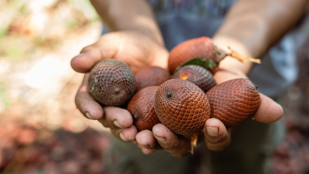 fruto