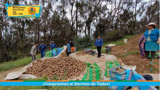 C.C Tian Ayllu, sector San Ildefonso de Cachok (La Merced) iniciaron con la cosecha de papa de alta calidad de la variedad Yungay