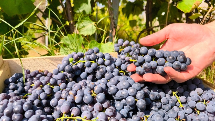 Indecopi: Uvas y arándanos lideran solicitudes para proteger nuevas variedades vegetales en el Perú

