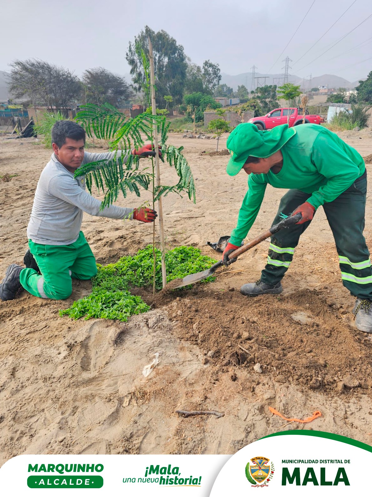 Programa de Arborización