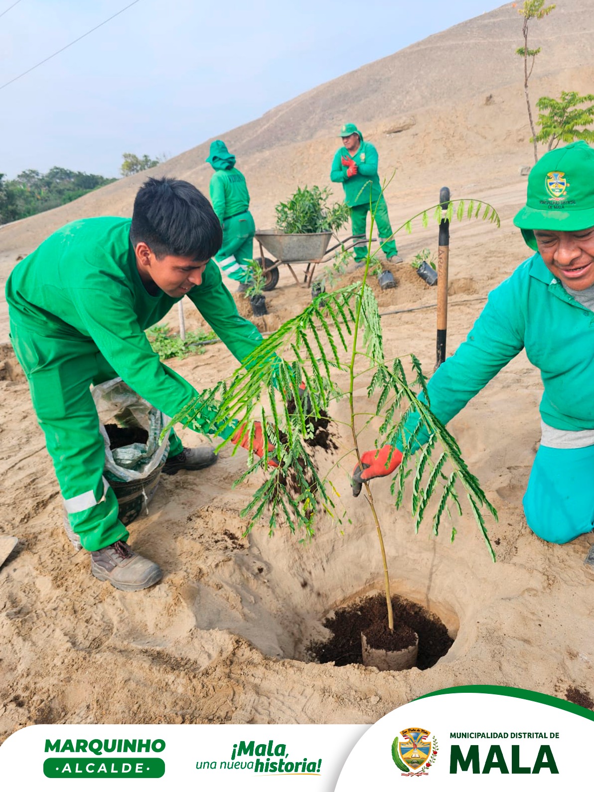 Programa de Arborización