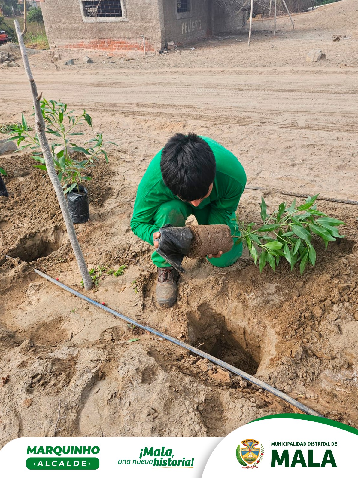 Programa de Arborización