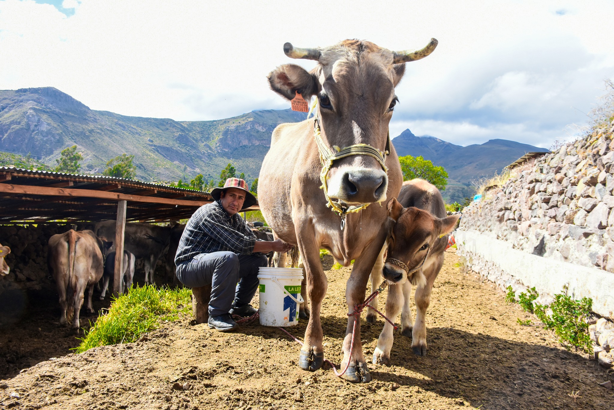 DRA Ayacucho impulsa fortalecimiento del sector agrario con 12 proyectos productivos