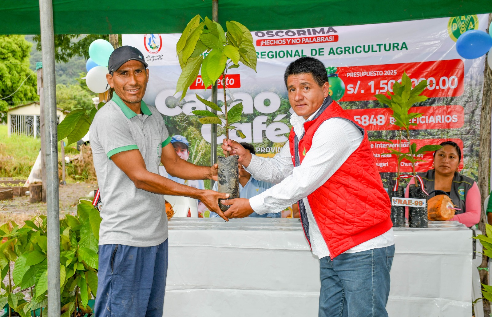 Proyecto Cacao y Café distribuyó 104 mil plantones de cacao para fortalecer el sector agrícola