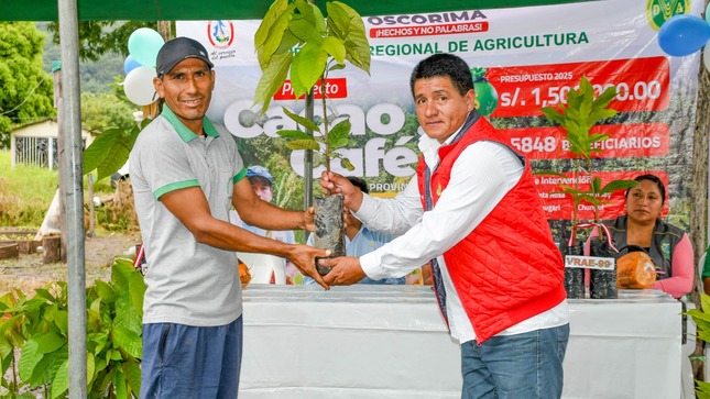 Proyecto Cacao y Café distribuyó 104 mil plantones de cacao para fortalecer el sector agrícola