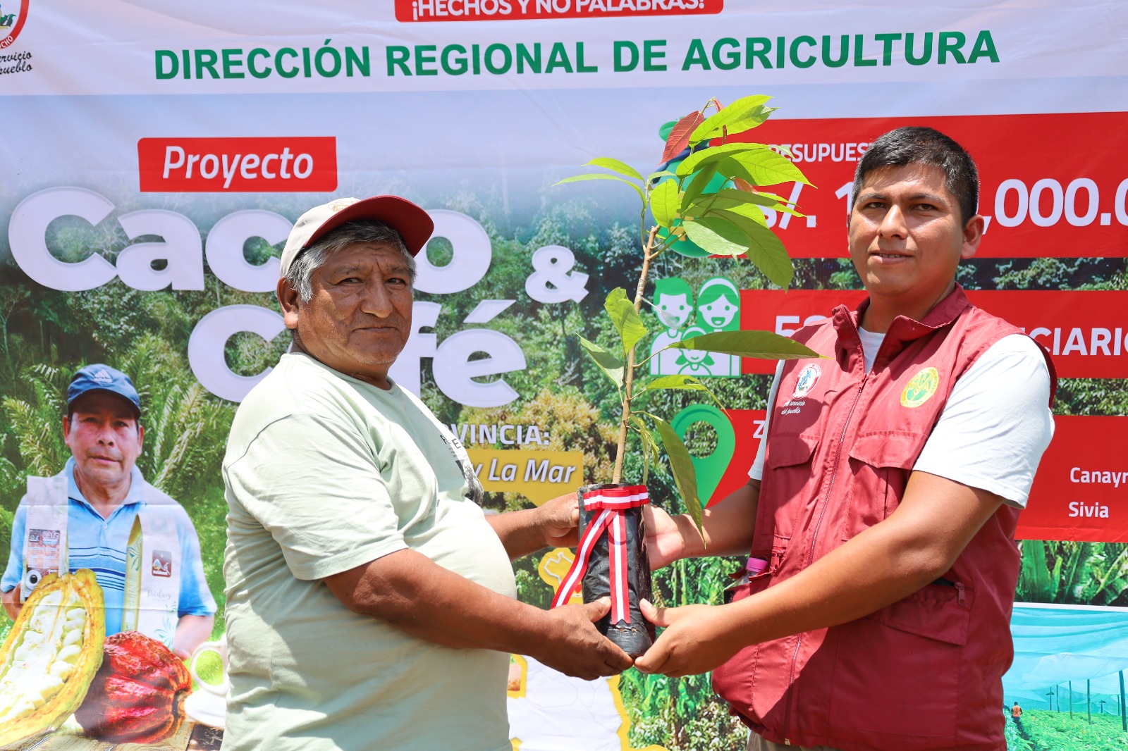 Proyecto Cacao y Café distribuyó 104 mil plantones de cacao para fortalecer el sector agrícola