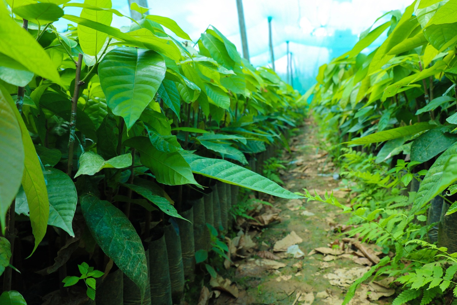 Proyecto Cacao y Café distribuyó 104 mil plantones de cacao para fortalecer el sector agrícola