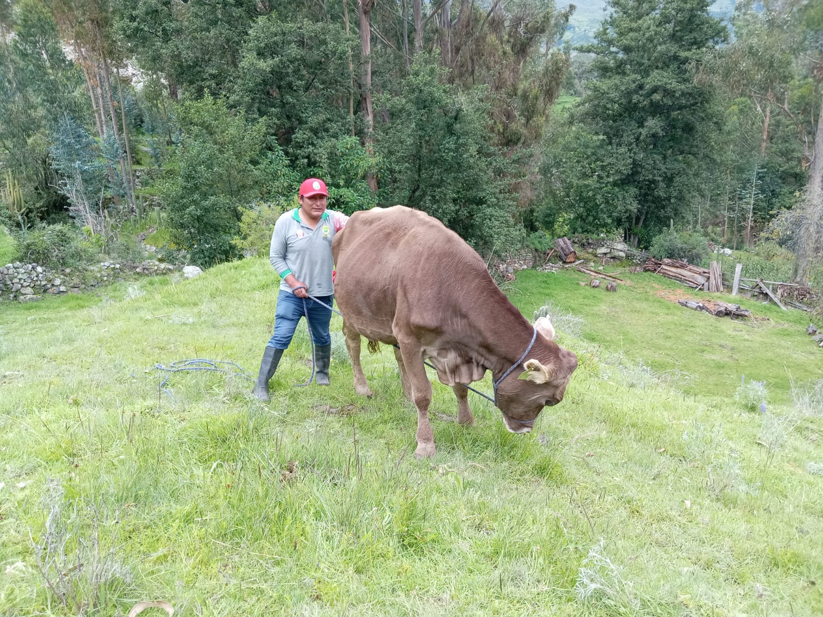 Proyecto Bovino Lucanas continúa brindando asistencia técnica a ganaderos del distrito de Chipao