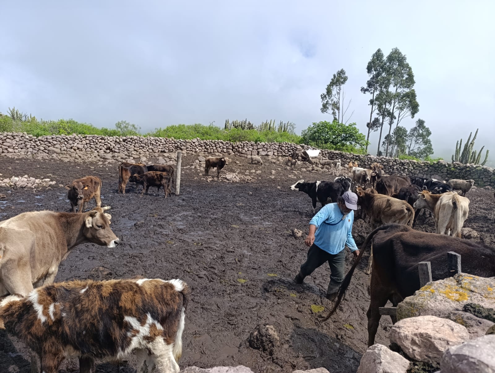 Proyecto Bovino Lucanas continúa brindando asistencia técnica a ganaderos del distrito de Chipao