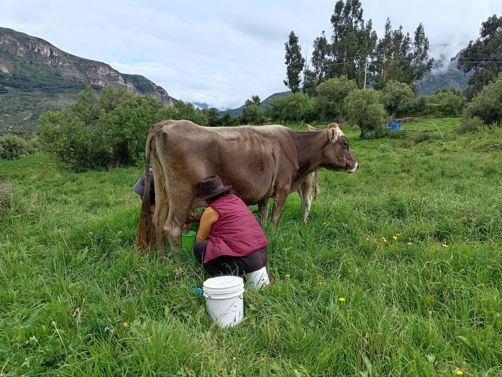 Proyecto Bovino Lucanas continúa brindando asistencia técnica a ganaderos del distrito de Chipao