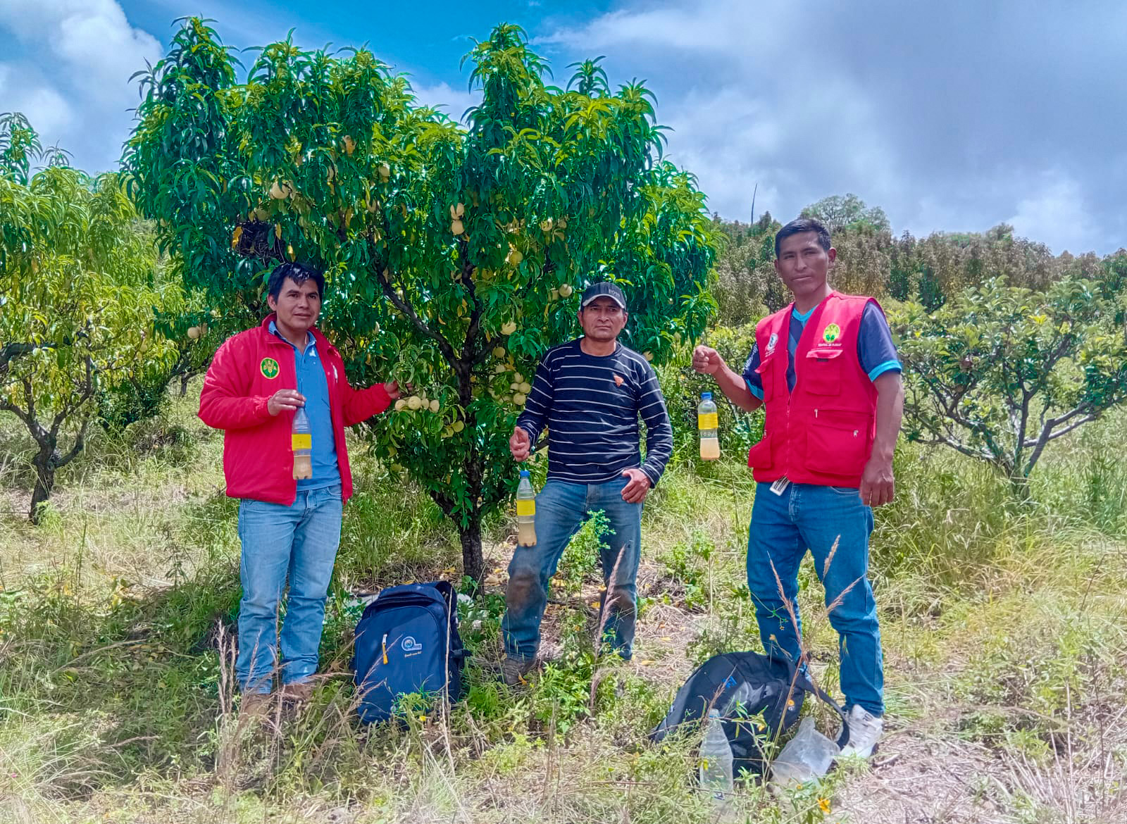 DRA Ayacucho y productores de 6 provincias unen esfuerzos contra la mosca de la fruta