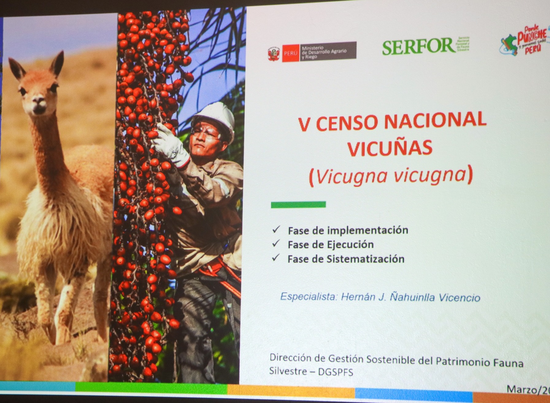 Ayacucho se prepara para el V Censo Nacional de Vicuñas 2025 