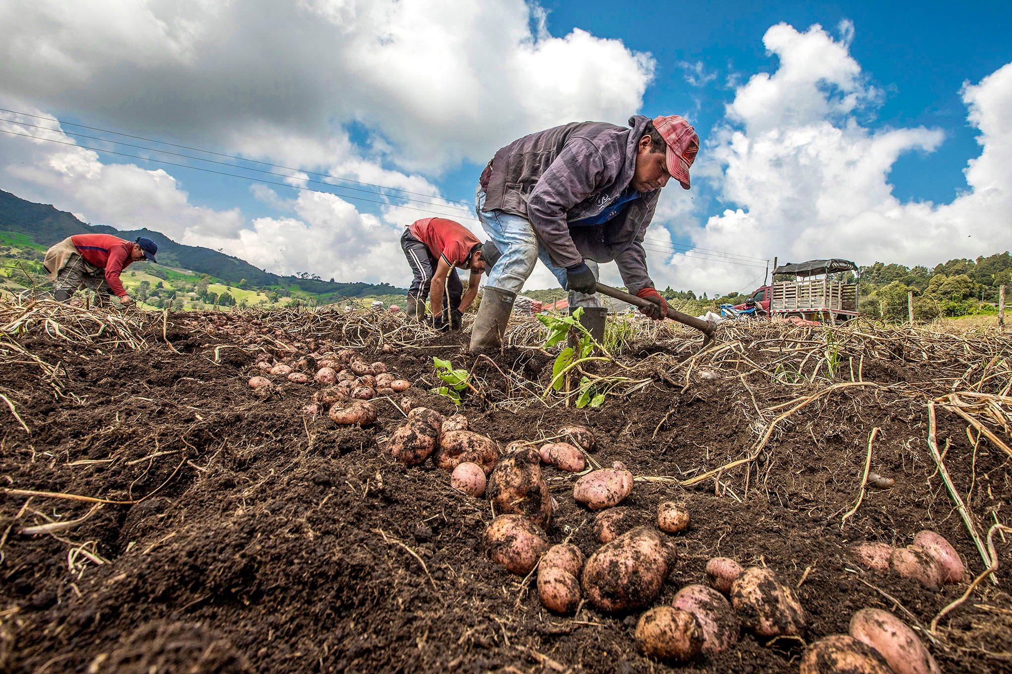 DRA Ayacucho reinició ejecución del proyecto Tuberosas Andinas en beneficio 6263 agricultores