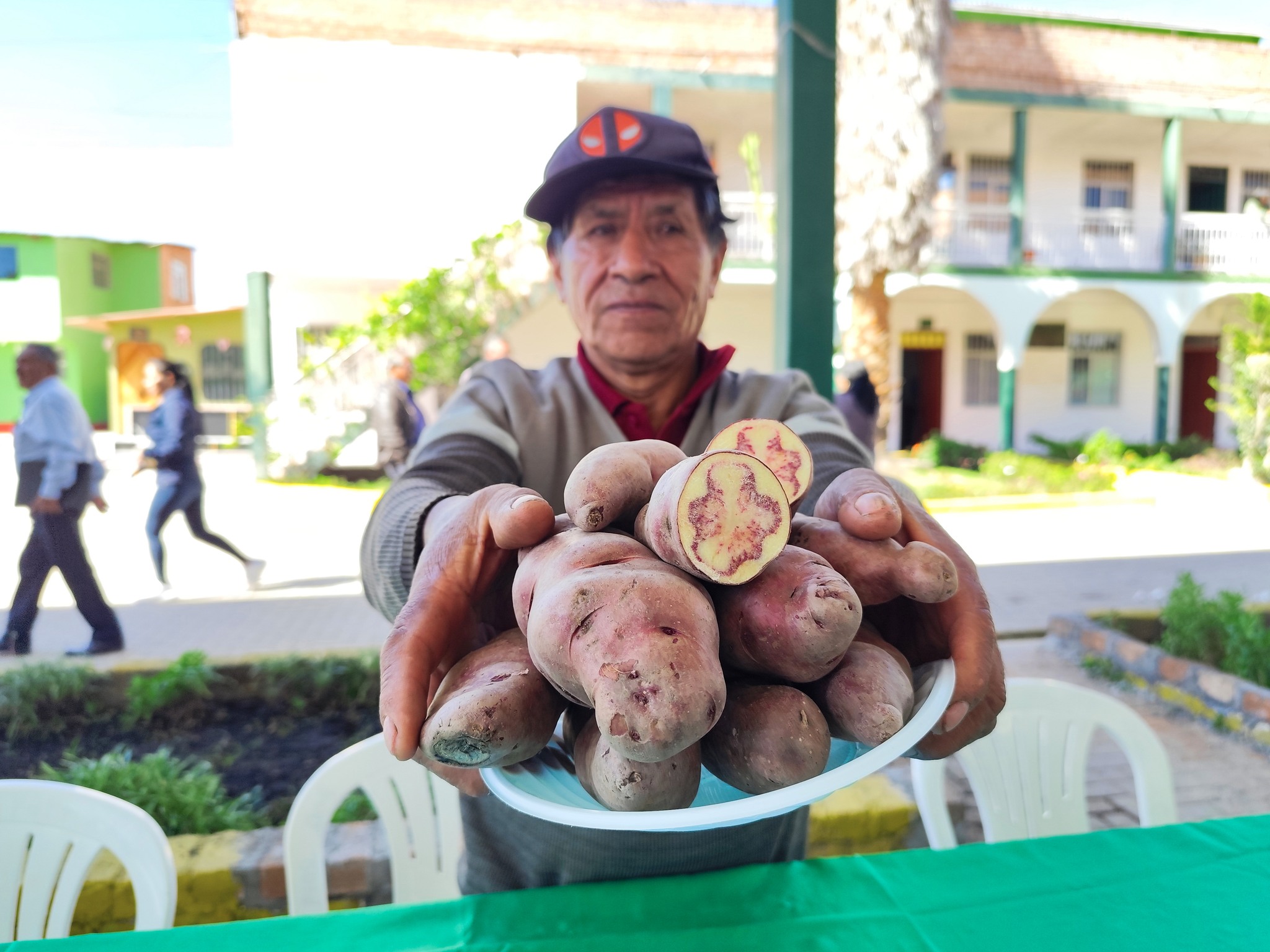 DRA Ayacucho reinició ejecución del proyecto Tuberosas Andinas en beneficio 6263 agricultores