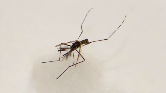 aedes aegypti