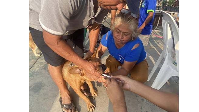 Además, se ofrecieron diversos servicios para perros y gatos, tales como tratamiento de pulgas, corte de uñas, limpieza de oídos, desparasitación interna y externa, y consultas veterinarias. 
La Municipalidad de El Agustino continúa comprometida con el bienestar y la salud de nuestros amigos de cuatro patas.
