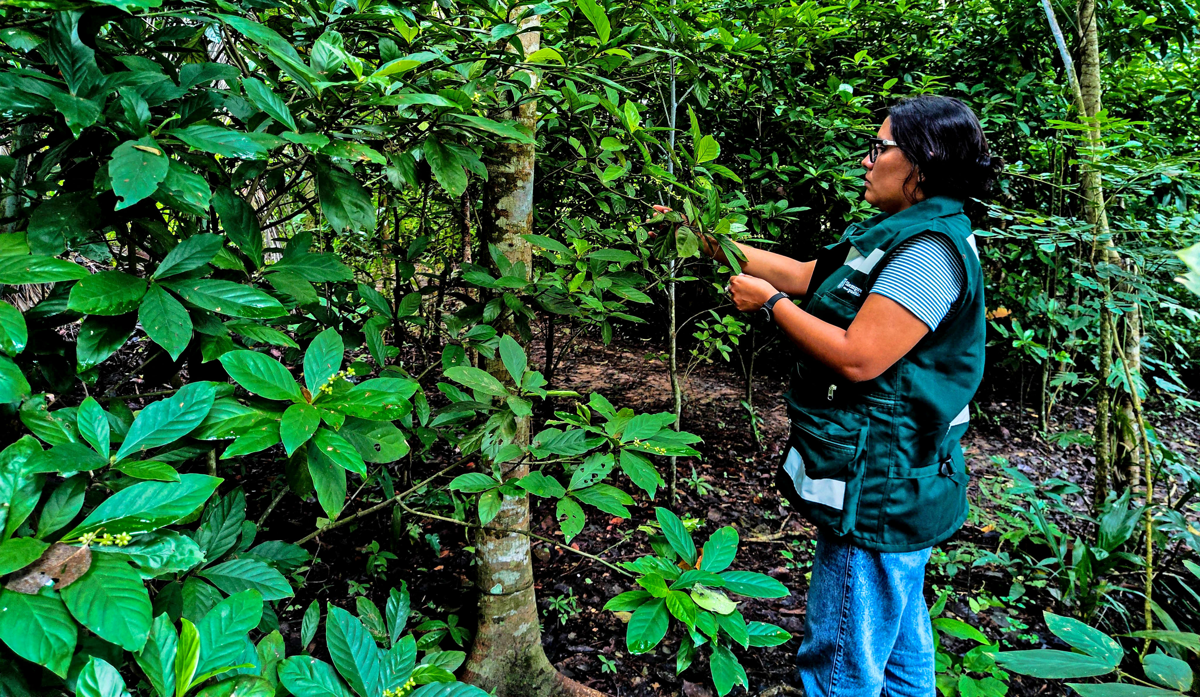 Inspección forestal