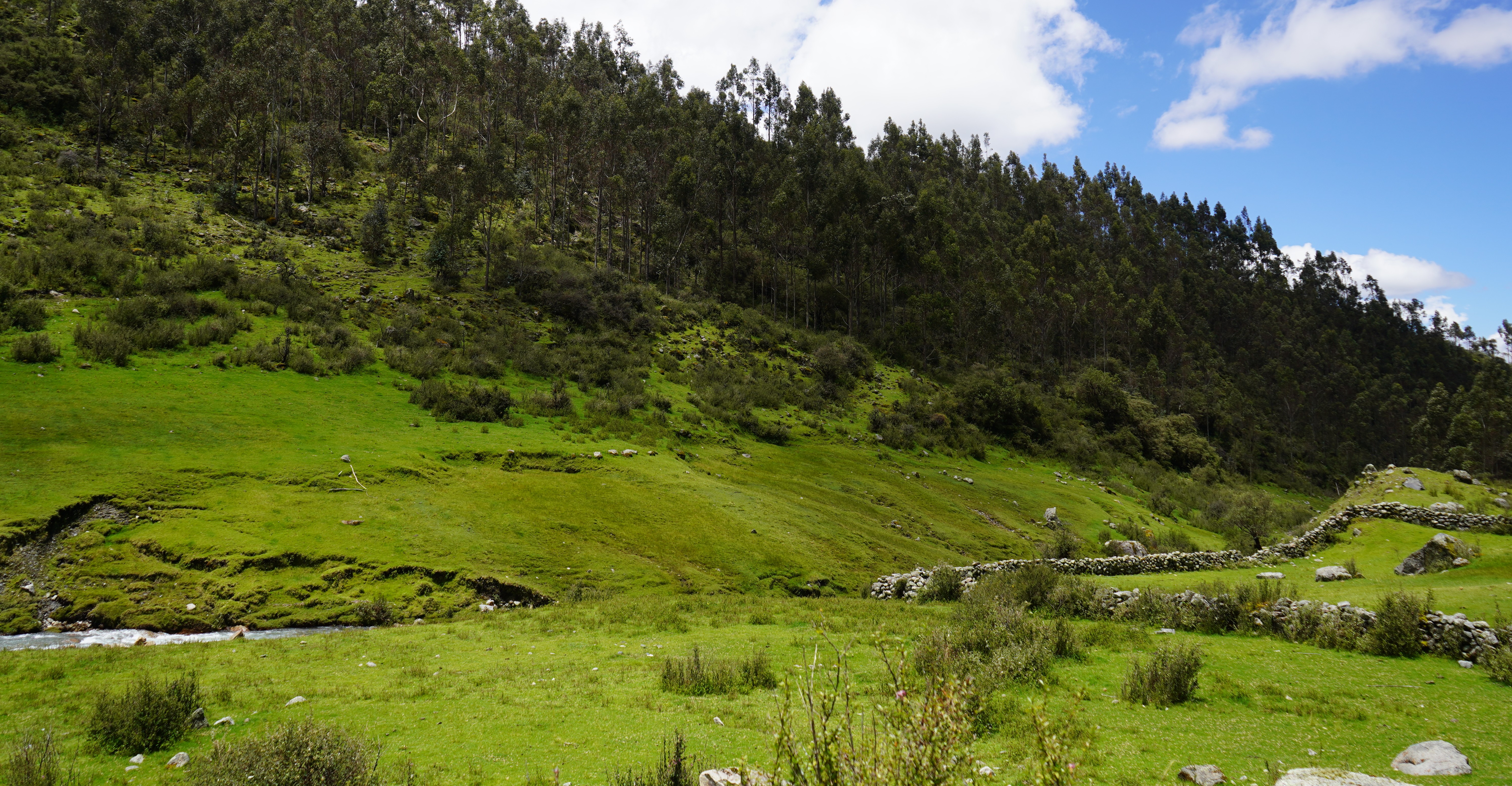 Bosque Catacán