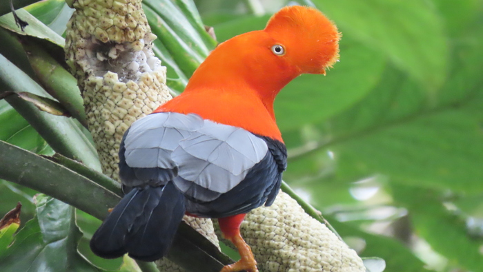 Hoy celebramos el 16° aniversario del Santuario Nacional Pampa Hermosa: Un verdadero tesoro de biodiversidad