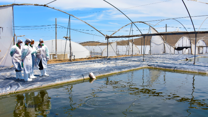 Produce impulsa el sector pesquero y acuícola otorgando para este año más de 1600 habilitaciones sanitarias