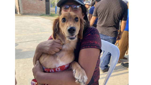 Además, se ofrecieron diversos servicios para perros y gatos, tales como tratamiento de pulgas, corte de uñas, limpieza de oídos, desparasitación interna y externa, y consultas veterinarias. 
La Municipalidad de El Agustino continúa comprometida con el bienestar y la salud de nuestros amigos de cuatro patas.