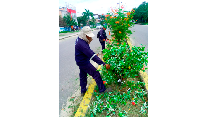 Trabajos de desmalezado y deshierbe de maleza en la ciudad de Tarapoto.