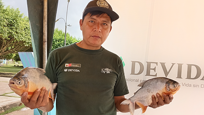 PECES CODO
