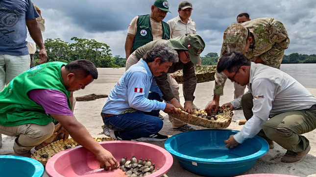 Loreto: Más de mil crías de taricayas son liberadas a su habitad natural en la cuenca Alta del Putumayo