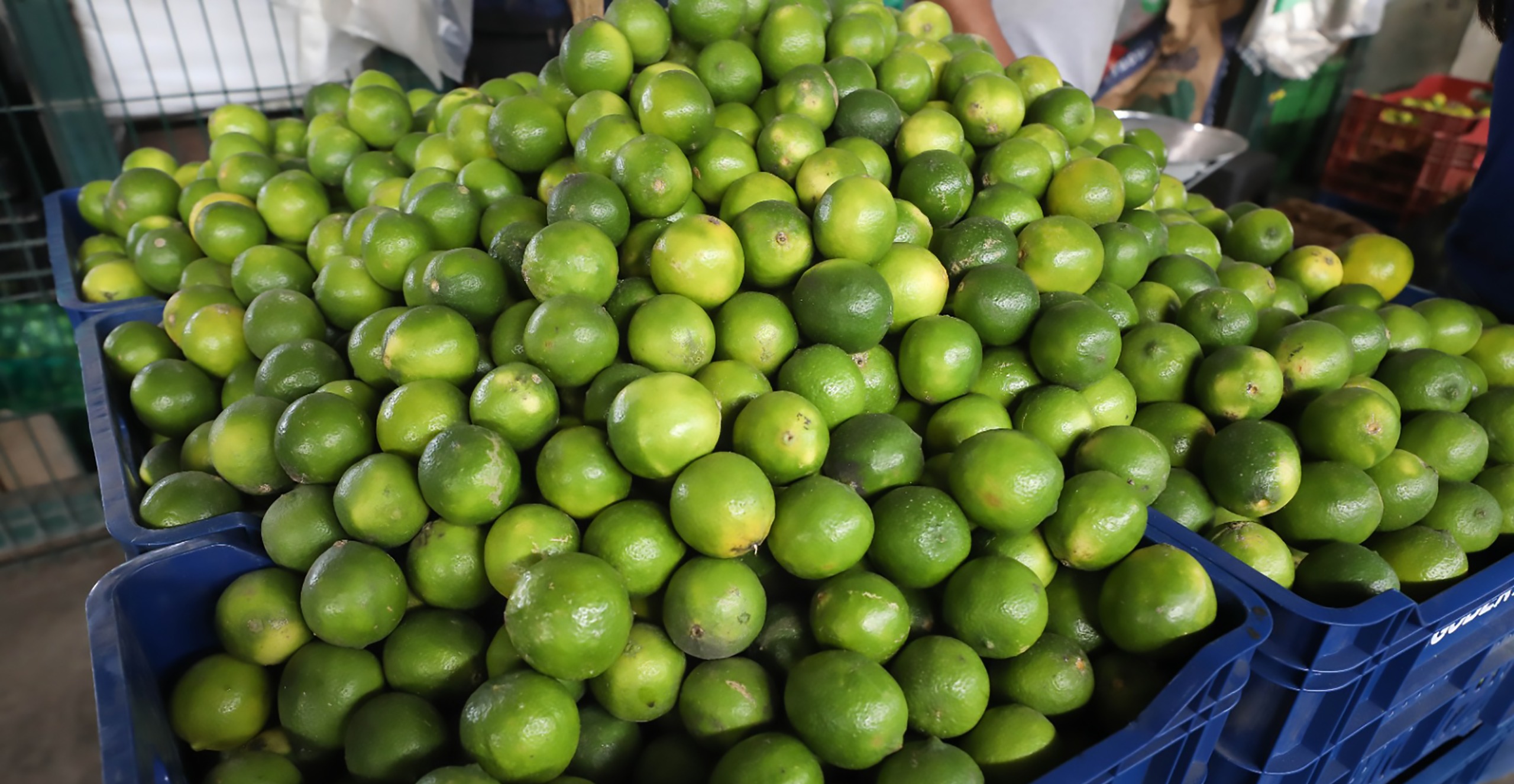 Hoy en los mercados mayoristas hay ofertas en frijol, limón, zanahoria, naranja, fresa, sandía y otros