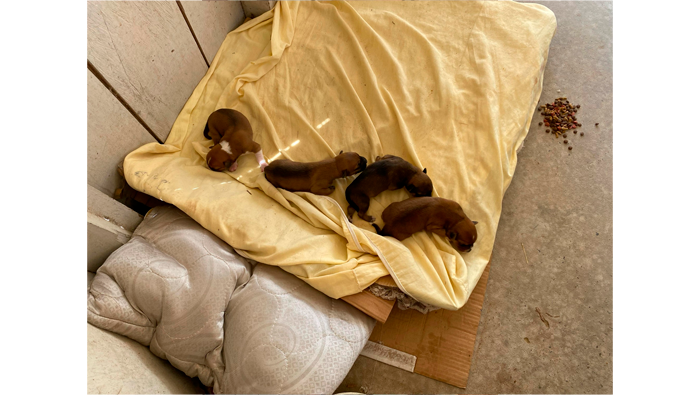 Perritos que nacieron en cochera municipal fueron adoptados.
