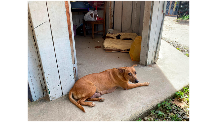 Perritos que nacieron en cochera municipal fueron adoptados.