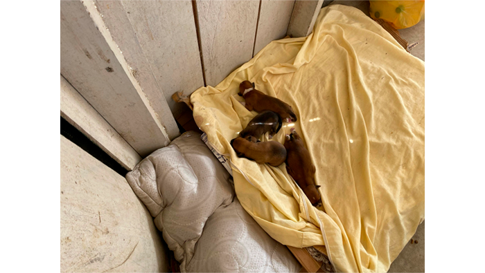 Perritos que nacieron en cochera municipal fueron adoptados.
