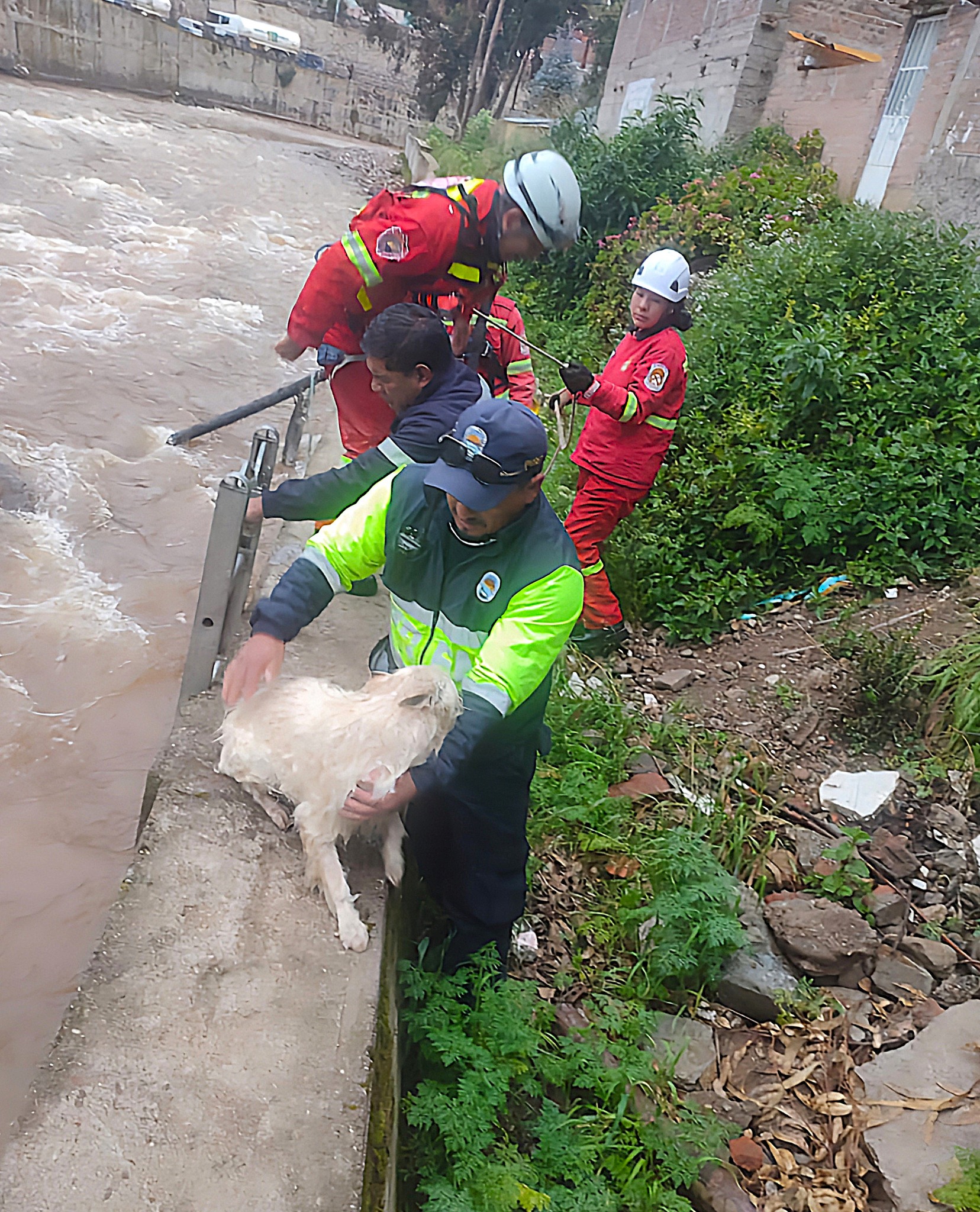 Nota de prensa sobre el rescate de un perrito atrapado en el río Ichu por serenos de Ascensión y bomberos de Huancavelica.