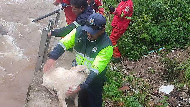 Nota de prensa sobre el rescate de un perrito atrapado en el río Ichu por serenos de Ascensión y bomberos de Huancavelica.