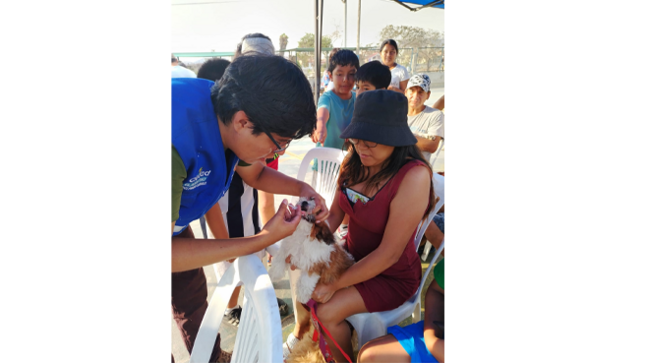 La actividad se llevó a cabo en la losa deportiva del A.H. Palmeras, reuniendo a decenas de vecinos comprometidos con el bienestar animal.
Durante la jornada, los asistentes pudieron acceder a servicios veterinarios sin costo, como la desparasitación interna y externa de sus mascotas, corte de uñas, así como recibir orientación sobre el cuidado responsable de los animales. Este evento, impulsado por la gestión de nuestro alcalde Richard Soria, forma parte de una serie de iniciativas destinadas a mejorar la calidad de vida de nuestros amigos de 4 patas.
Asimismo, en el marco de la celebración del aniversario de Las Palmeras, se continúa promoviendo actividades comunitarias como "Cine en tu Barrio", una iniciativa que busca fortalecer los lazos entre los vecinos y fomentar la convivencia a través del entretenimiento.
Nuestra gestión mantiene el sólido compromiso con el bienestar de sus vecinos y sus mascotas, brindando servicios esenciales y generando espacios de integración para todos.