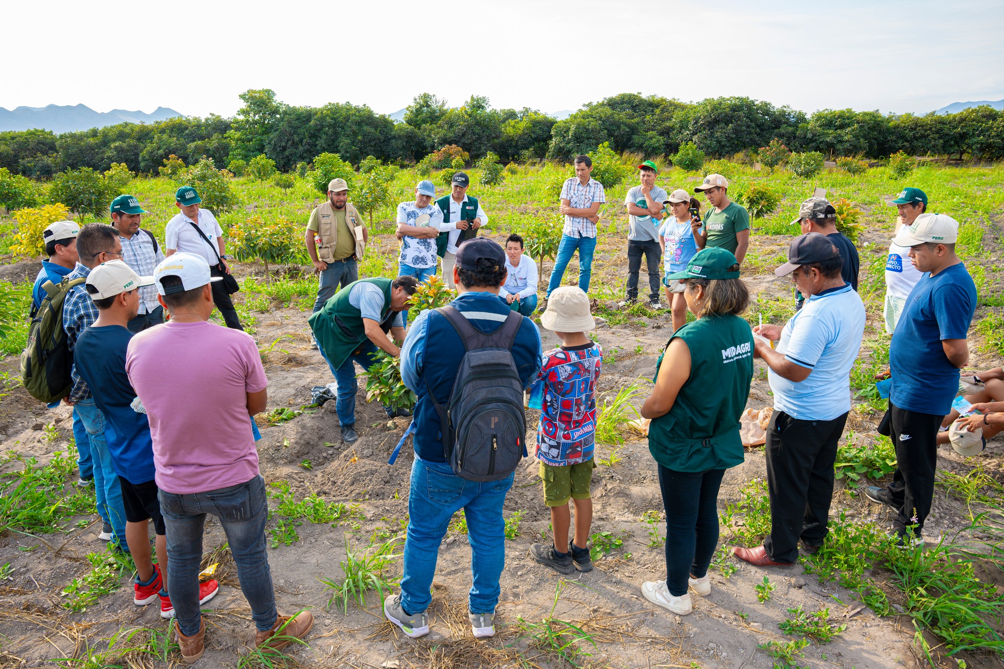 Exitosa capacitación en Análisis de suelo, fertilización e injerto de frutales en Huaral