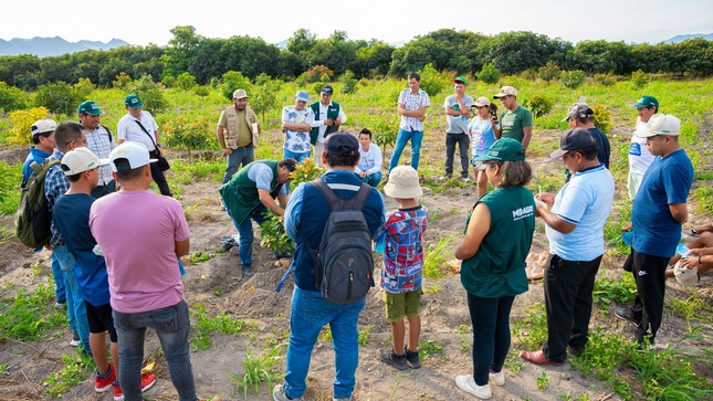 Exitosa capacitación en Análisis de suelo, fertilización e injerto de frutales en Huaral 