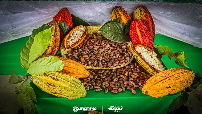 Gestión edil inició la ejecución del Proyecto cacao en la CCNN MASEKA