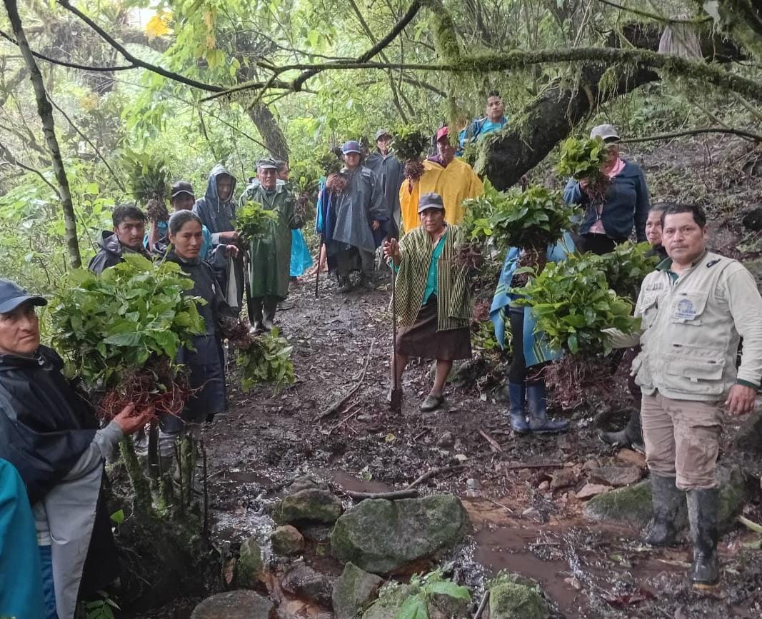 En ‘Minga forestal’ organizada por el GORE moradores siembran 2 mil 400 alisos y pinos en poblado naranjo de el Faique-Huancabamba
