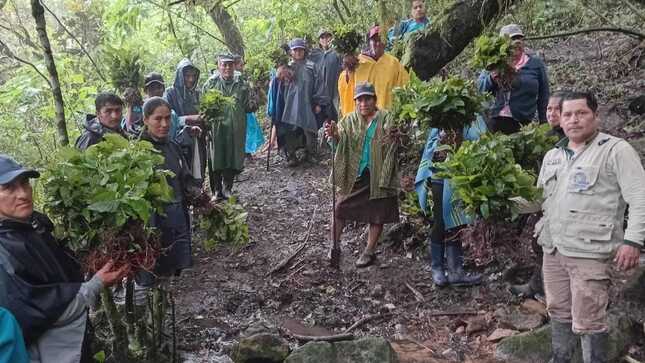 En ‘Minga forestal’ organizada por el GORE moradores siembran 2 mil 400 alisos y pinos en poblado naranjo de el Faique-Huancabamba