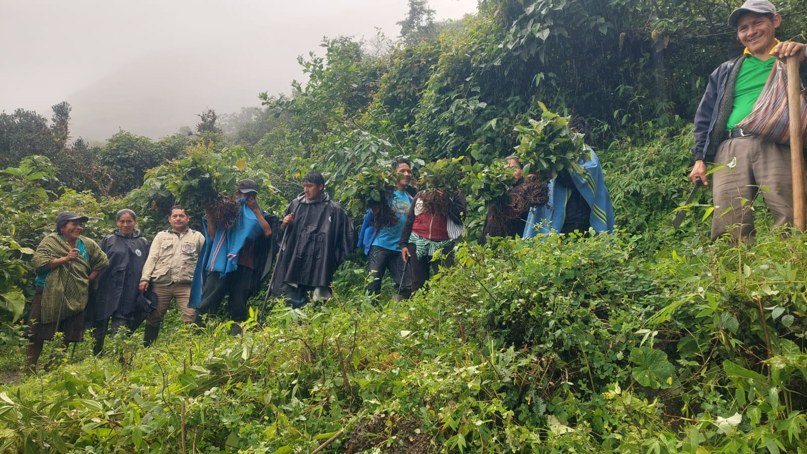 En ‘Minga forestal’ organizada por el GORE moradores siembran 2 mil 400 alisos y pinos en poblado naranjo de el Faique-Huancabamba