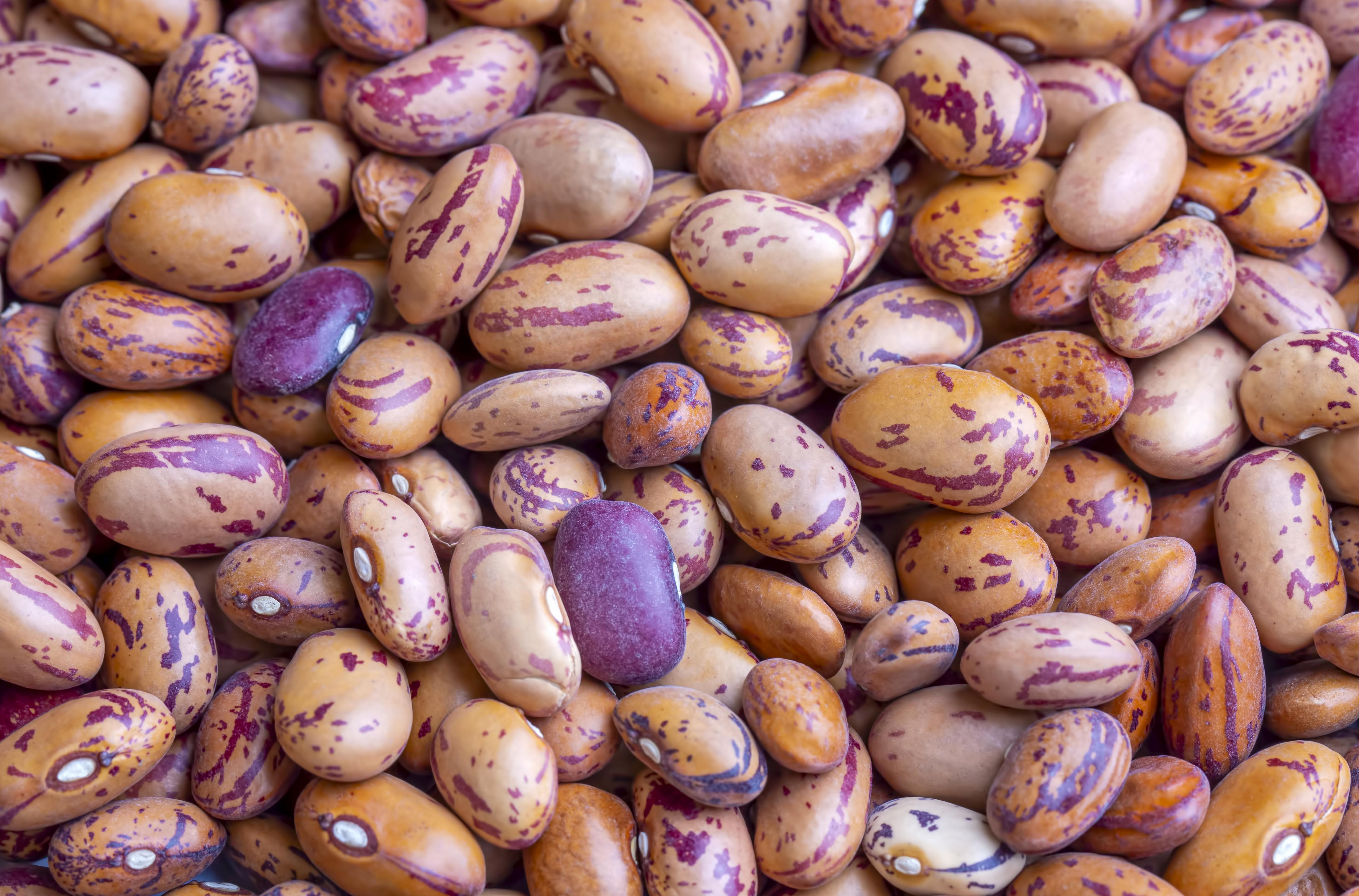 Inacal: Normas Técnicas Peruanas de leguminosas promueven calidad y seguridad alimentaria
