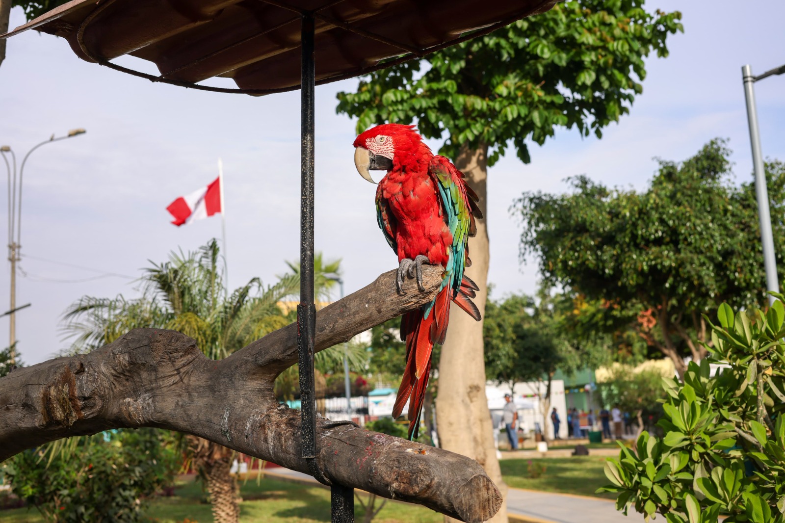 Guaca, la guacamaya de 15 años que vive en el parque