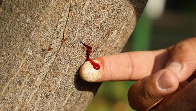 Sangre de grado: conoce sus propiedades medicinales